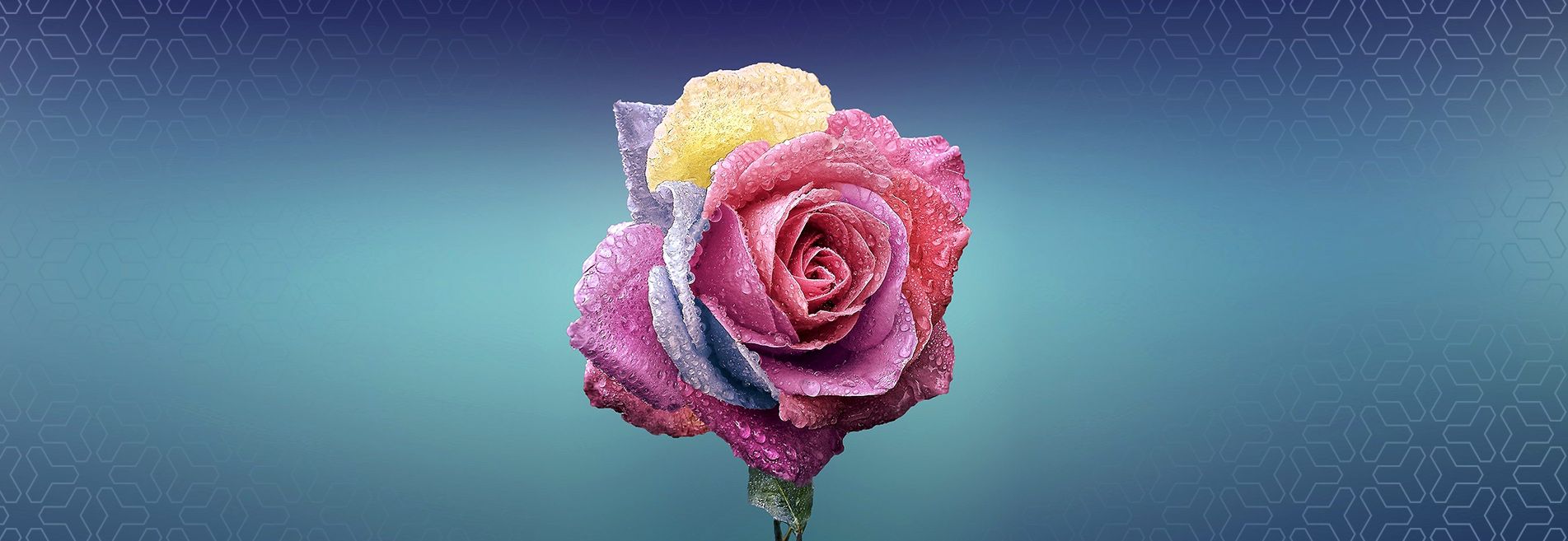 News from florists show in Slaskie Centrum Florystyczne Rekpol